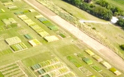 Drohnenflug über das Veranstaltungsgelände