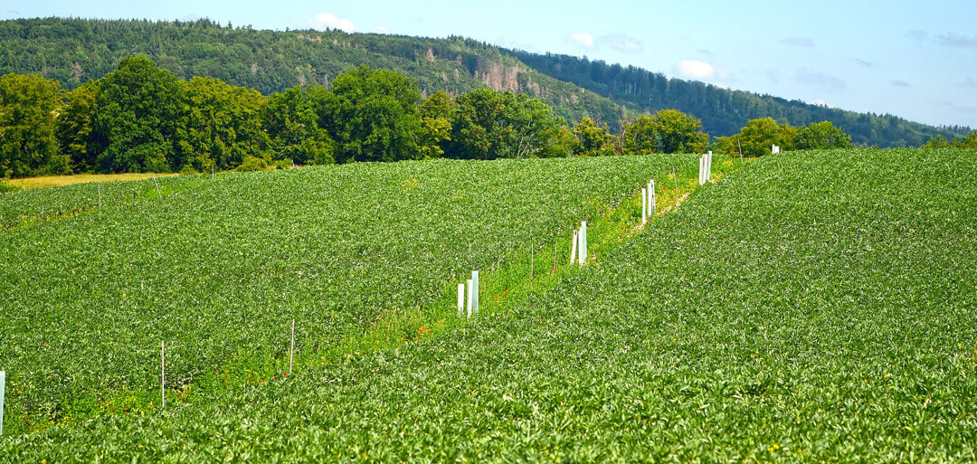 Forschung: Wie wirkt Agroforst?