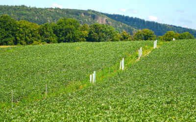 Forschung: Wie wirkt Agroforst?