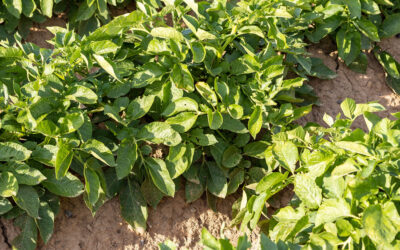 Themen-Special Kartoffelanbau