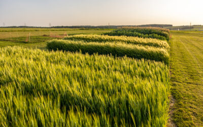 Öko-Feldtage 2023 – In Kürze öffnen die Tore