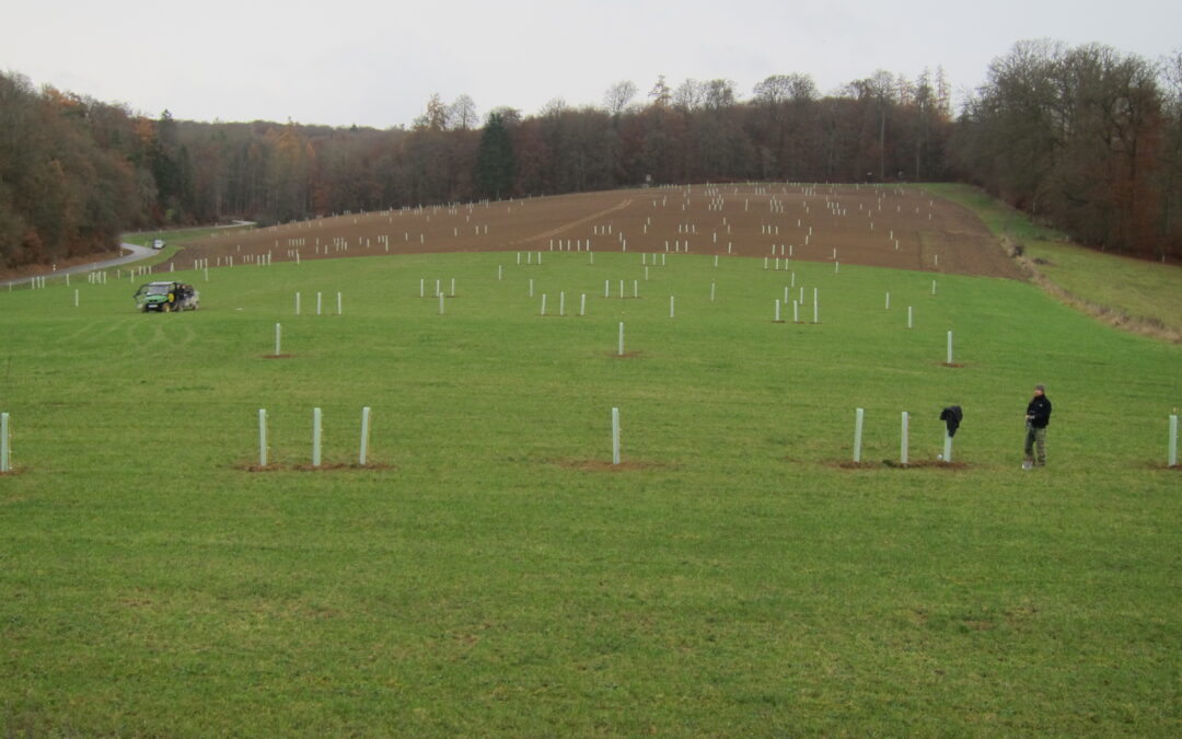 Agroforst auf Grünland