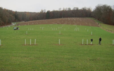Agroforst auf Grünland